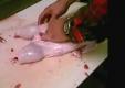 About How to De-bone a Turkey - Part 2